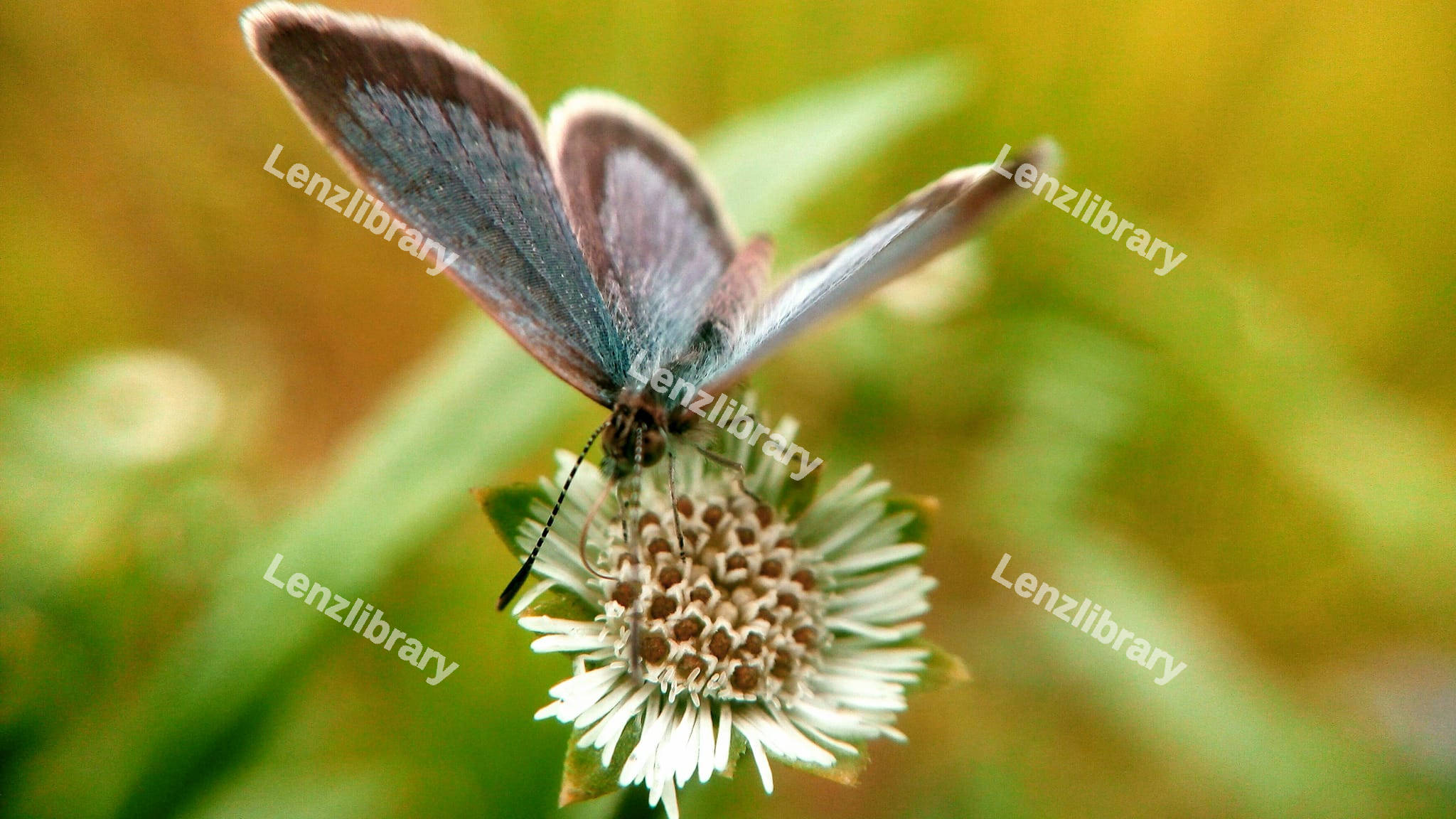 Zizina Butterfly